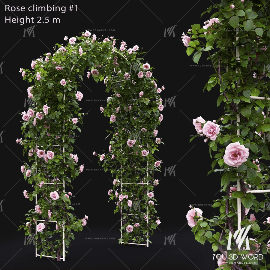 Rose